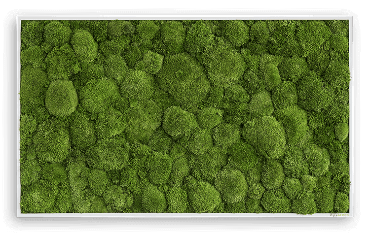 Kugelmoosbild 100x60cm