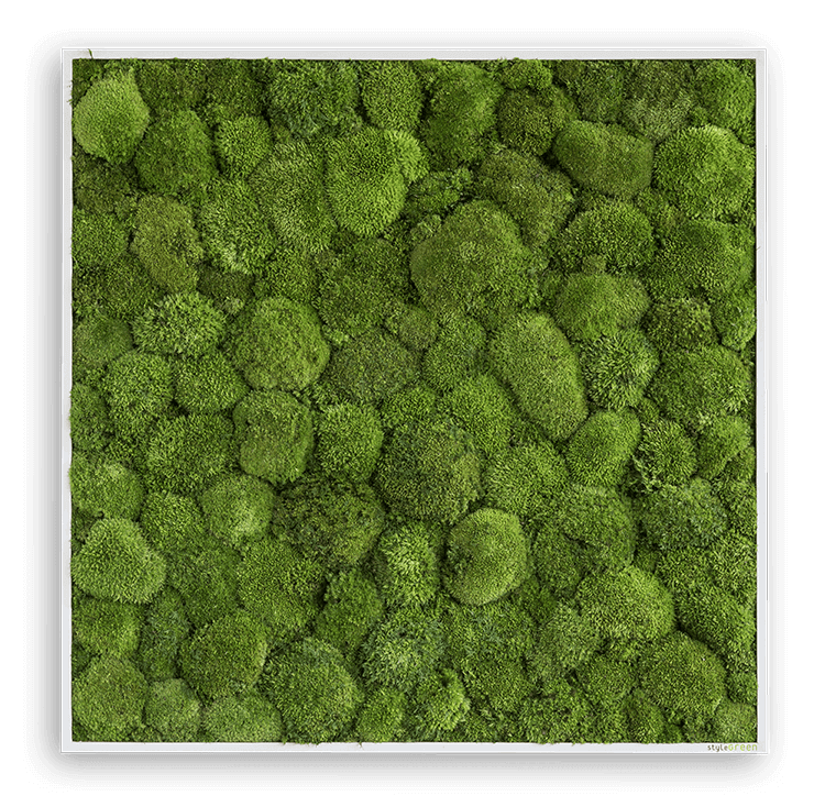 Kugelmoosbild 80x80cm
