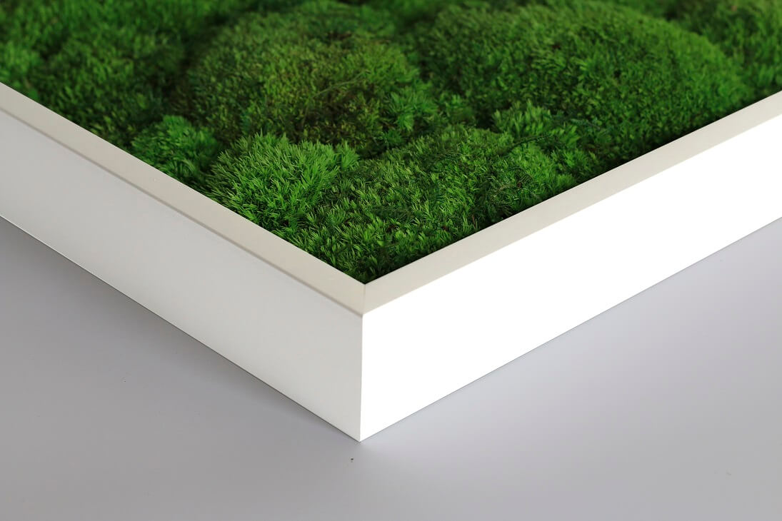 Wald- und Kugelmoosbild 100x60cm